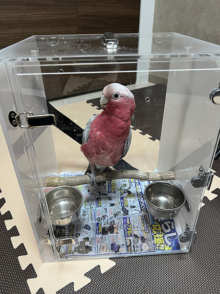 モモイロインコのアクリルキャリーケース